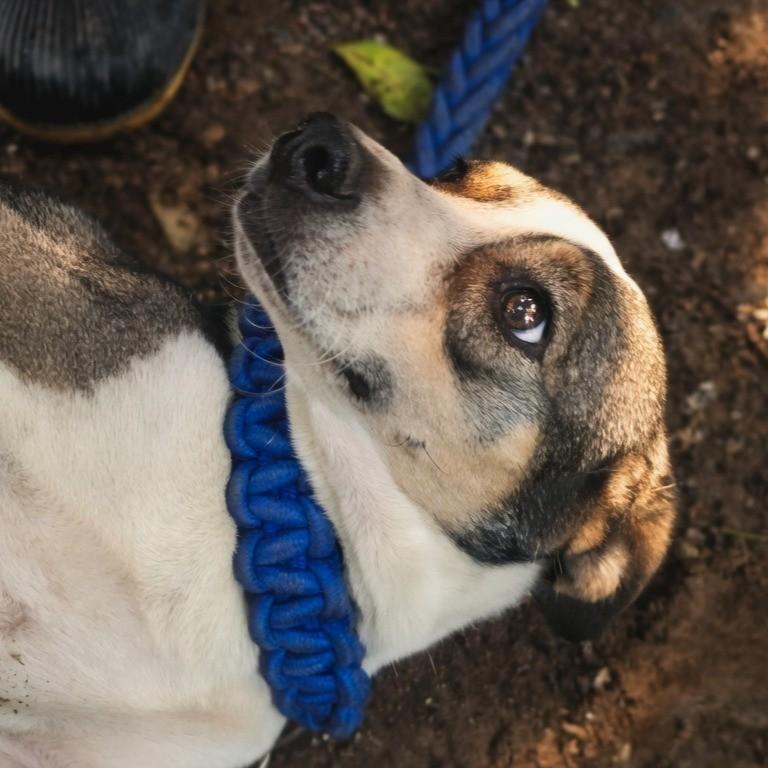 Coraçãozinho, cadela de porte pequeno para adoção em Maricá - RJ
