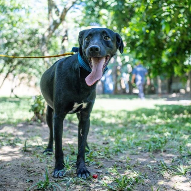 Jorginho, cachorro de porte médio para adoção em Maricá - RJ