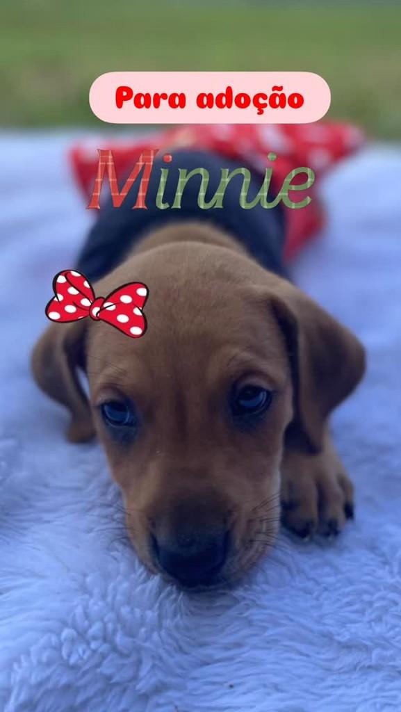 Minnie, cadela de porte médio para adoção em Itatinga - SP