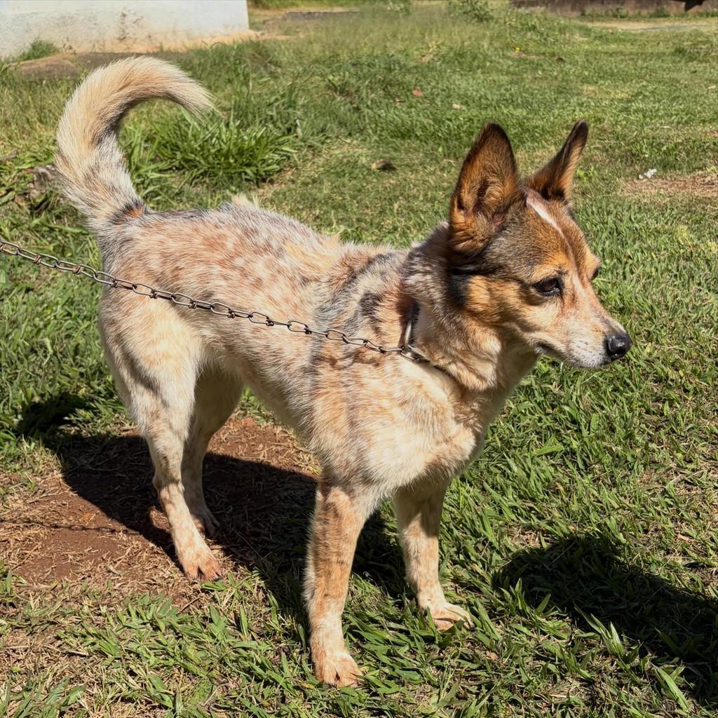 Iêda, cadela de porte pequeno para adoção em Itatinga - SP — foto 2 de 2