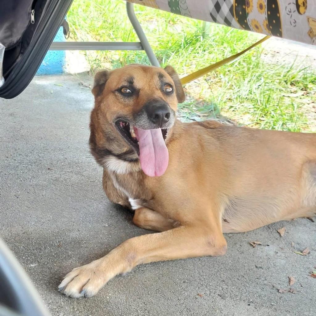 Joca, cachorro de porte médio para adoção em Rio de Janeiro - RJ