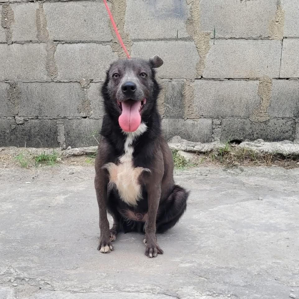 Mateo, cachorro de porte médio para adoção em Rio de Janeiro - RJ