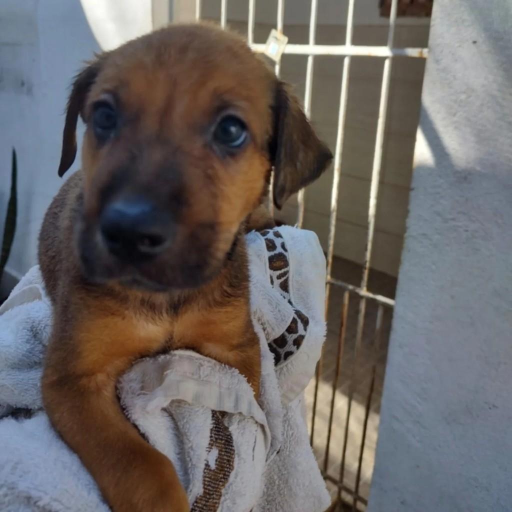 Caju, cachorro de porte médio para adoção em Rio de Janeiro - RJ
