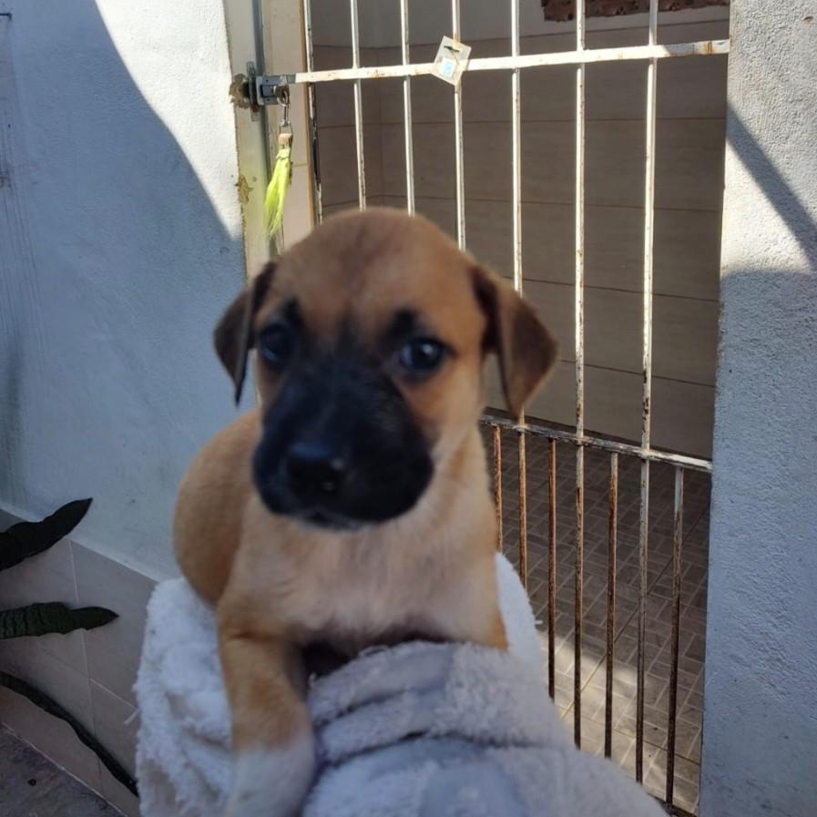 Manga, cadela de porte médio para adoção em Rio de Janeiro - RJ