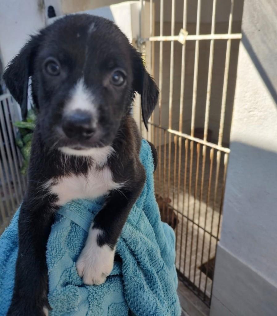 Figo, cachorro de porte médio para adoção em Rio de Janeiro - RJ
