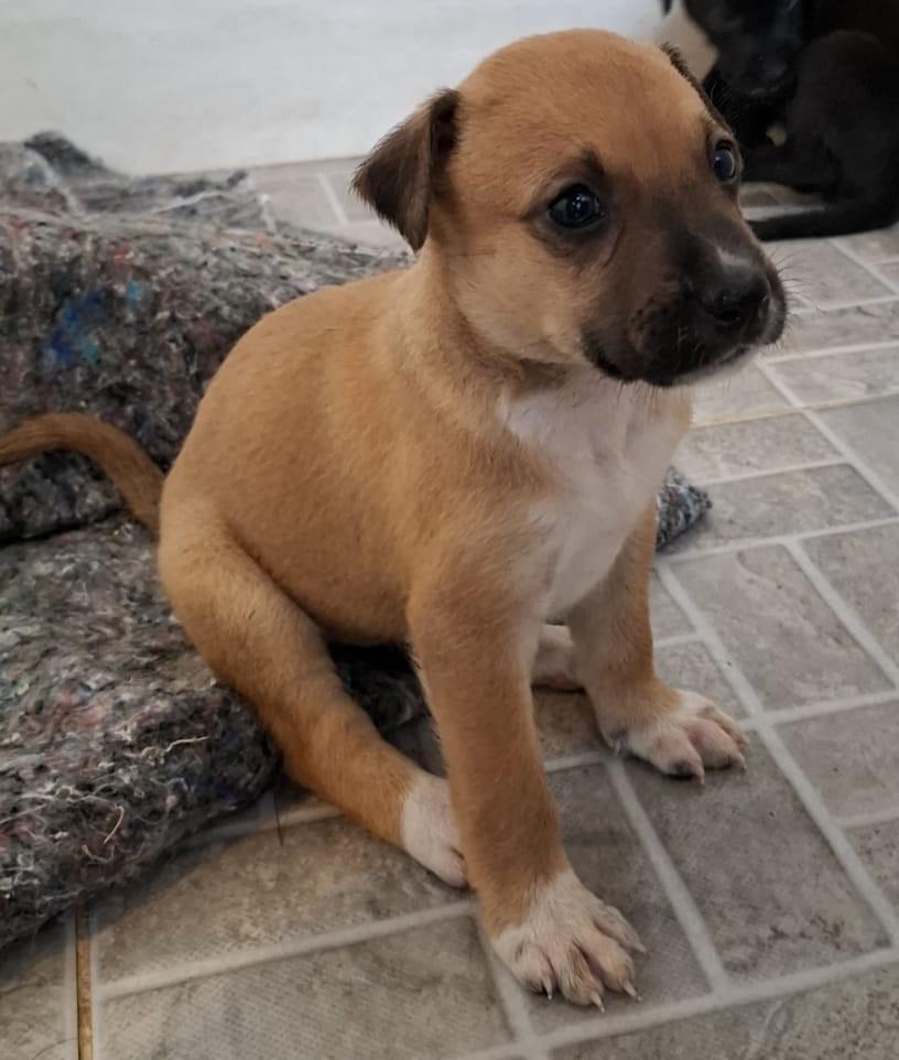 Pitaya, cadela de porte médio para adoção em Rio de Janeiro - RJ