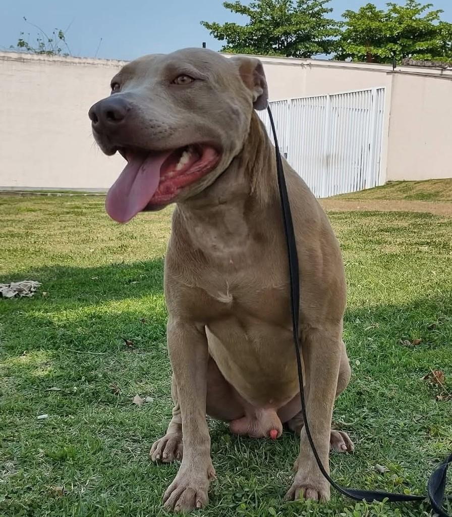 Jão, cachorro de porte grande para adoção em Rio de Janeiro - RJ