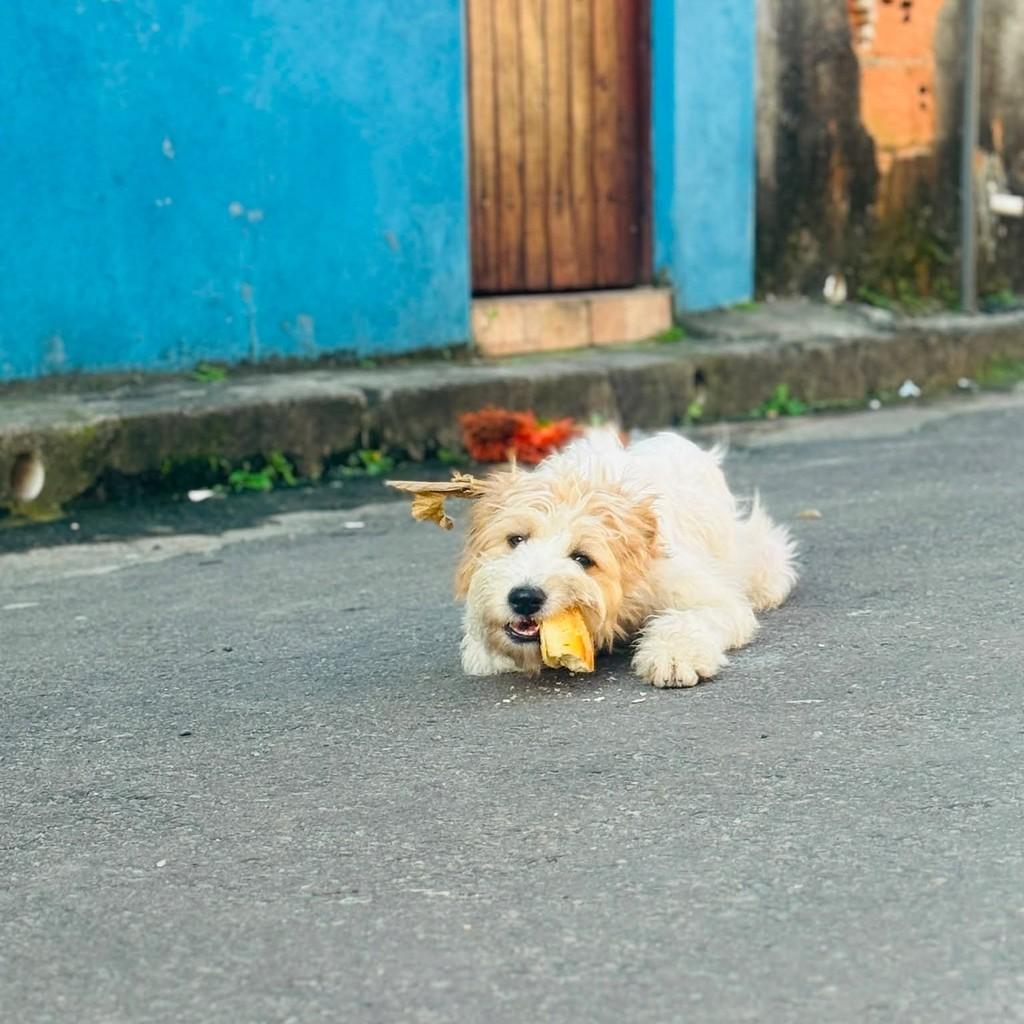 Frozen, cachorro de porte pequeno para adoção em Rio de Janeiro - RJ