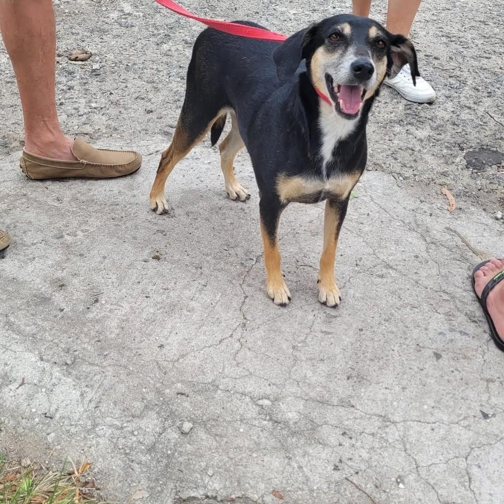 Emmy, cachorro de porte médio para adoção em Rio de Janeiro - RJ