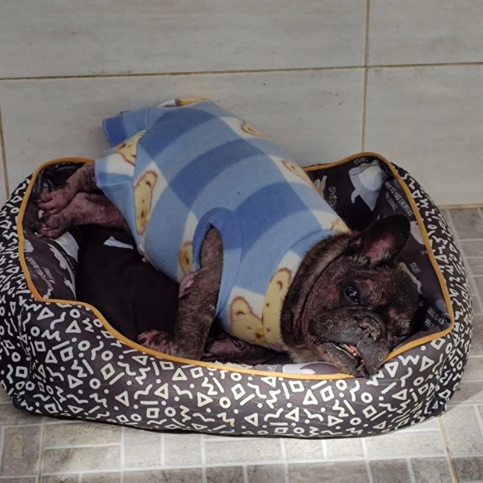 Claus Buldogue, cachorro de porte pequeno para adoção em Rio de Janeiro - RJ