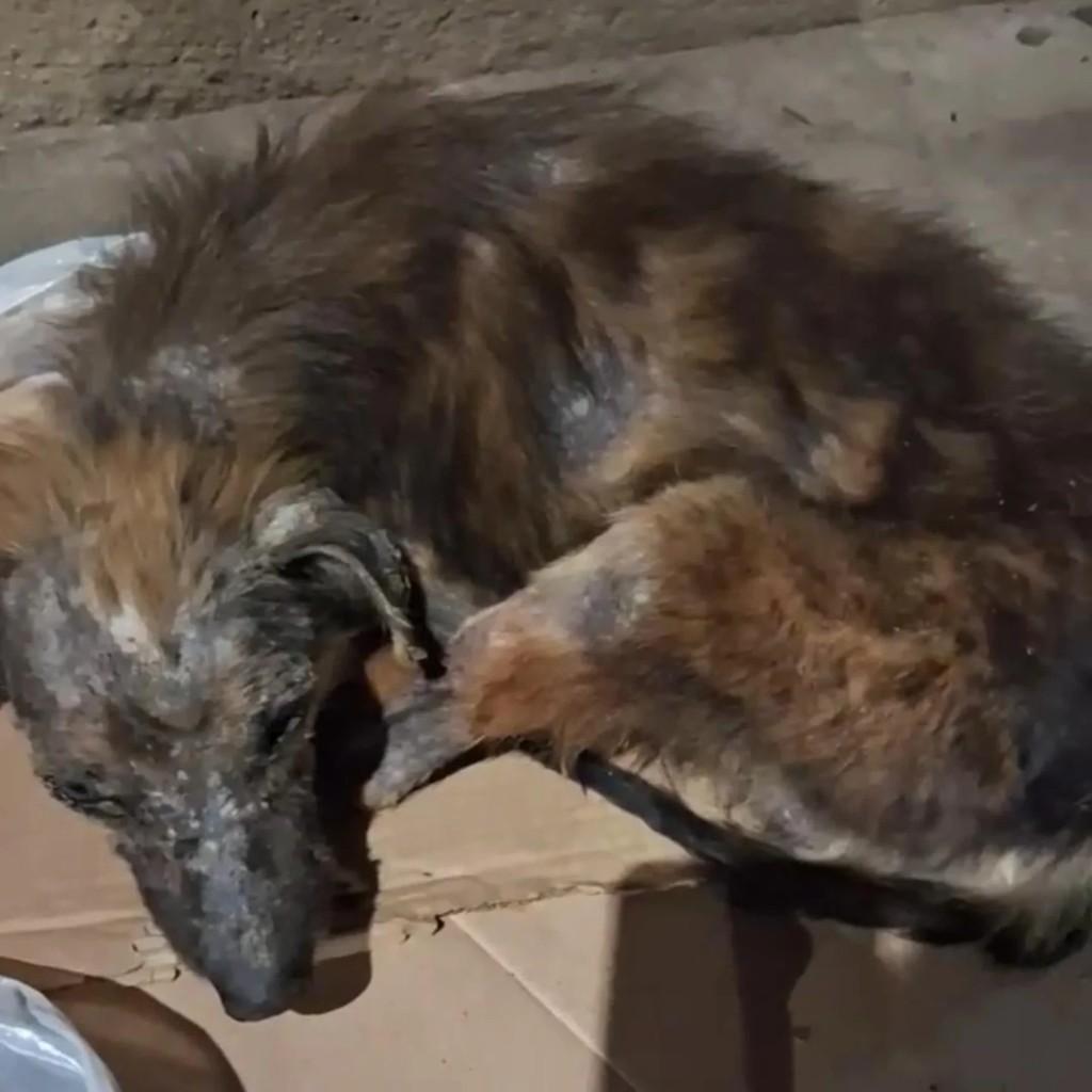 Ferdinando, cachorro de porte pequeno para adoção em Rio de Janeiro - RJ