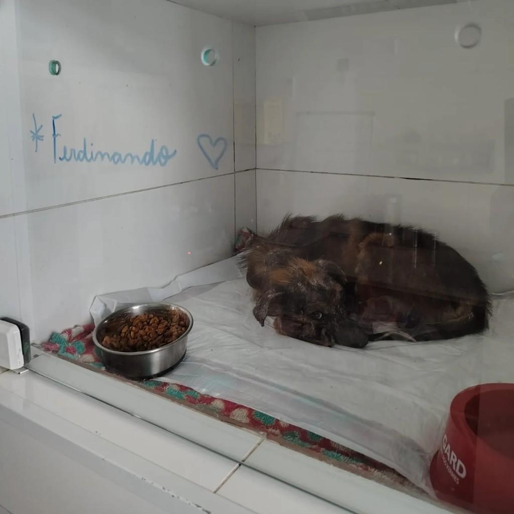 Ferdinando, cachorro de porte pequeno para adoção em Rio de Janeiro - RJ — foto 3 de 4