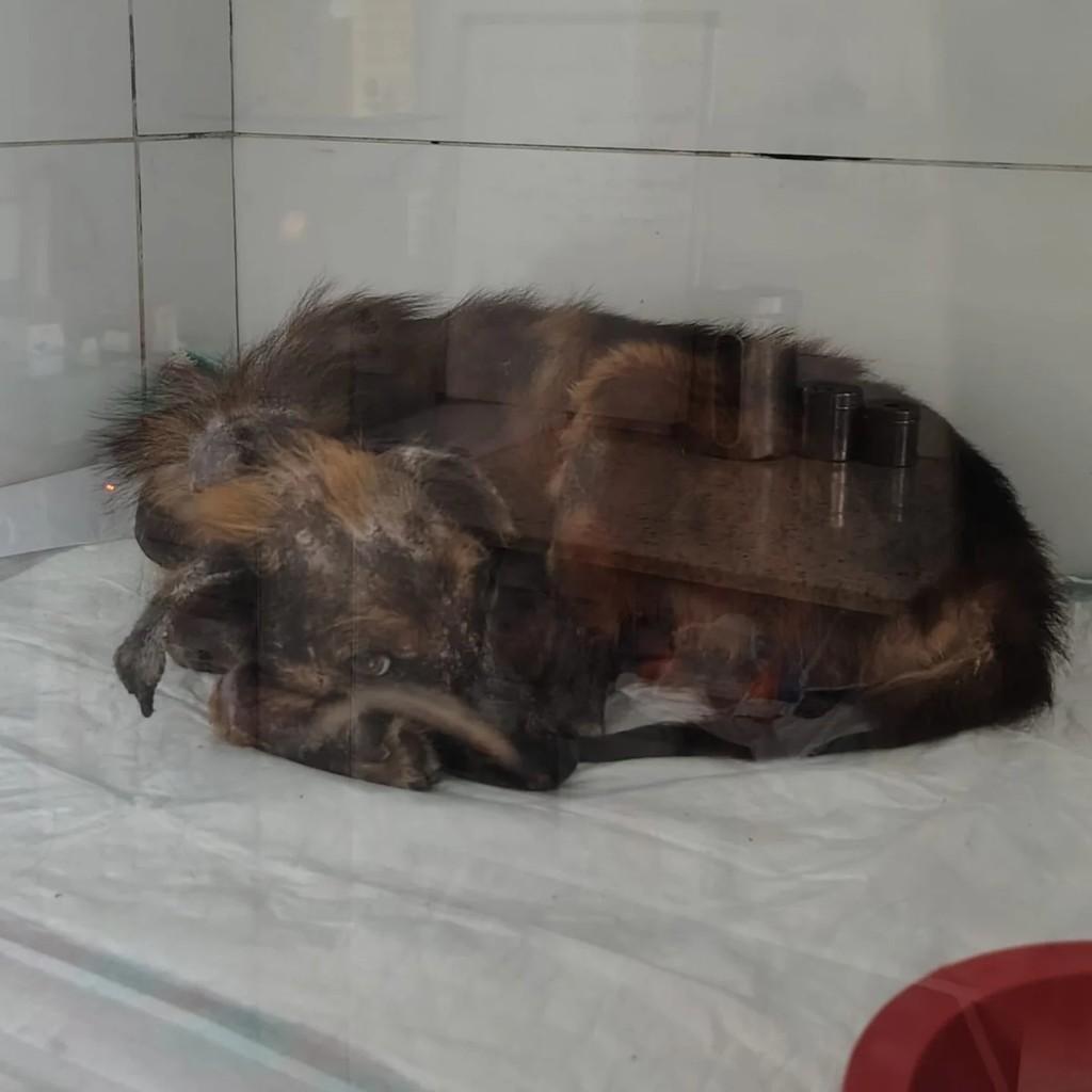 Ferdinando, cachorro de porte pequeno para adoção em Rio de Janeiro - RJ — foto 4 de 4