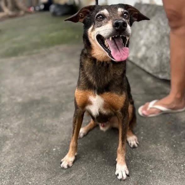 Muelin, cachorro de porte médio para adoção em Rio de Janeiro - RJ