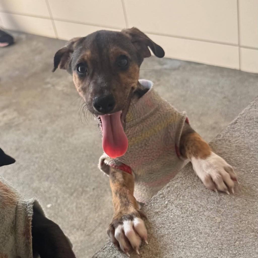 Avelã, cachorro de porte médio para adoção em Rio de Janeiro - RJ