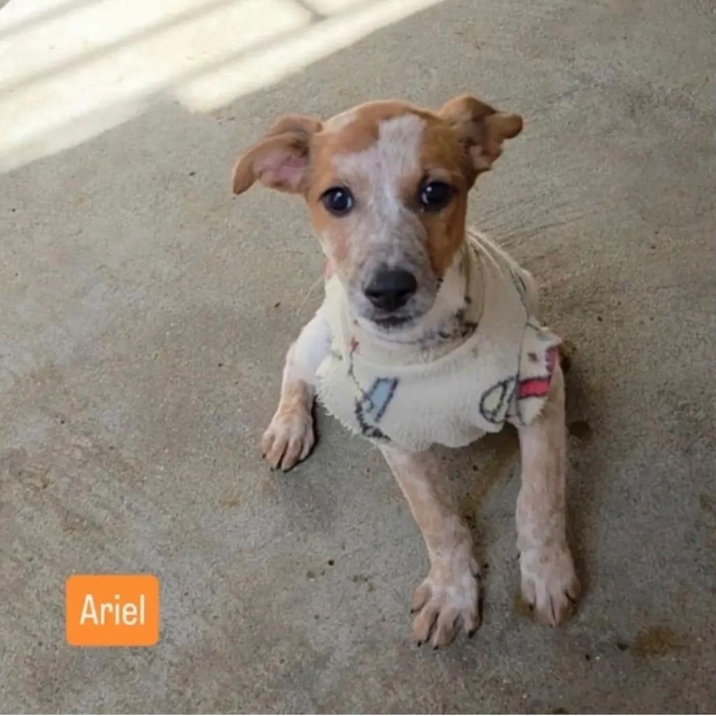 Ariel, cachorro de porte médio para adoção em Rio de Janeiro - RJ