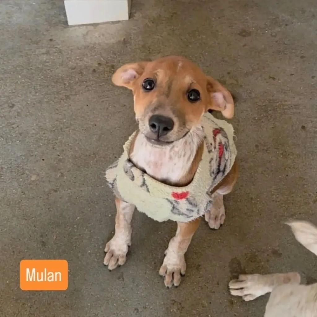 Mulan, cadela de porte médio para adoção em Rio de Janeiro - RJ