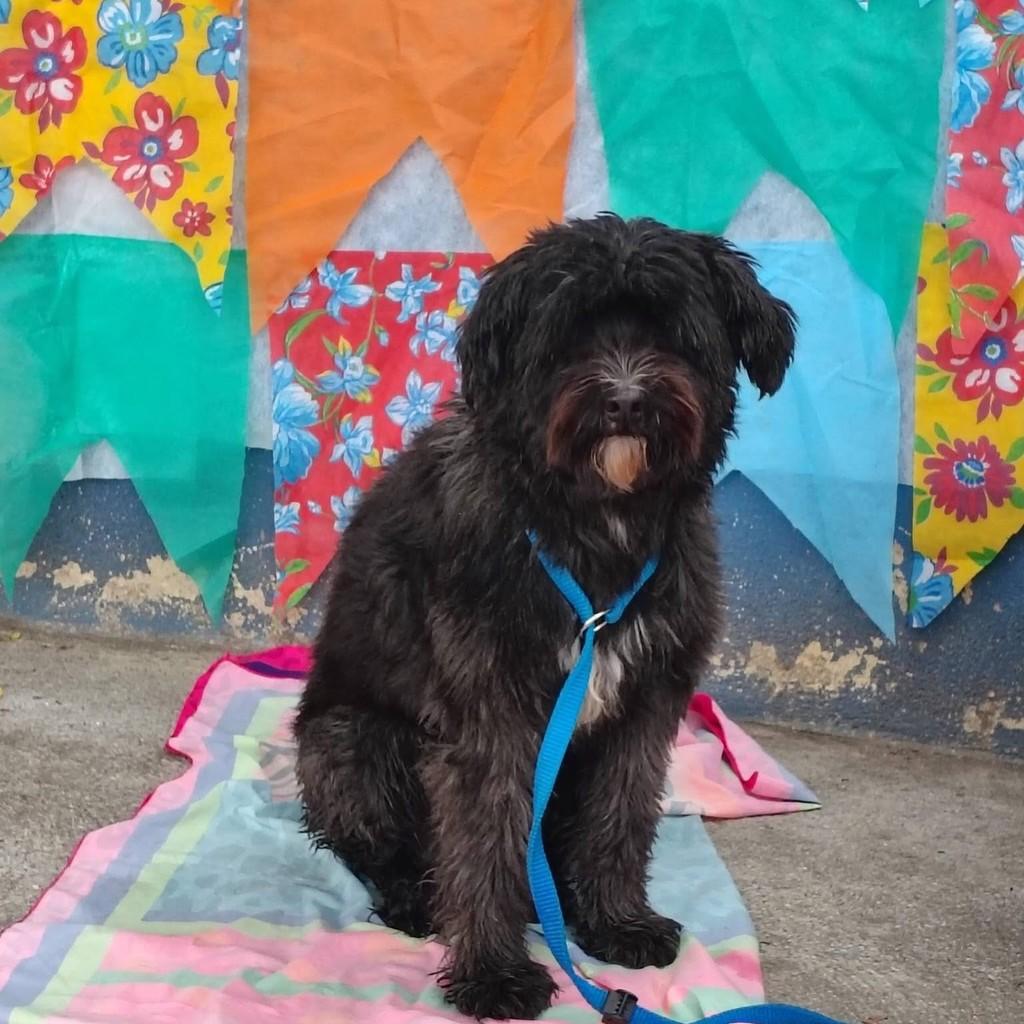 Argos, cachorro de porte médio para adoção em Rio de Janeiro - RJ