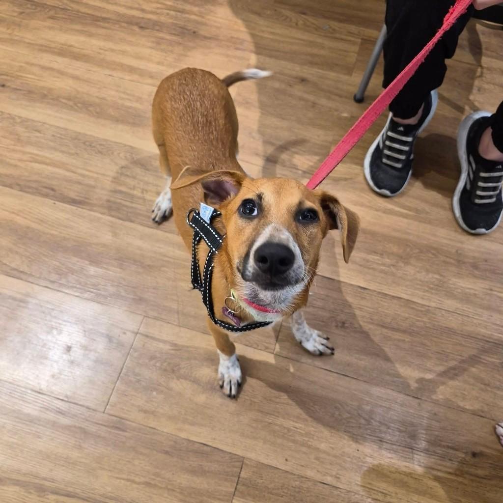 Moana, cachorro de porte médio para adoção em Rio de Janeiro - RJ