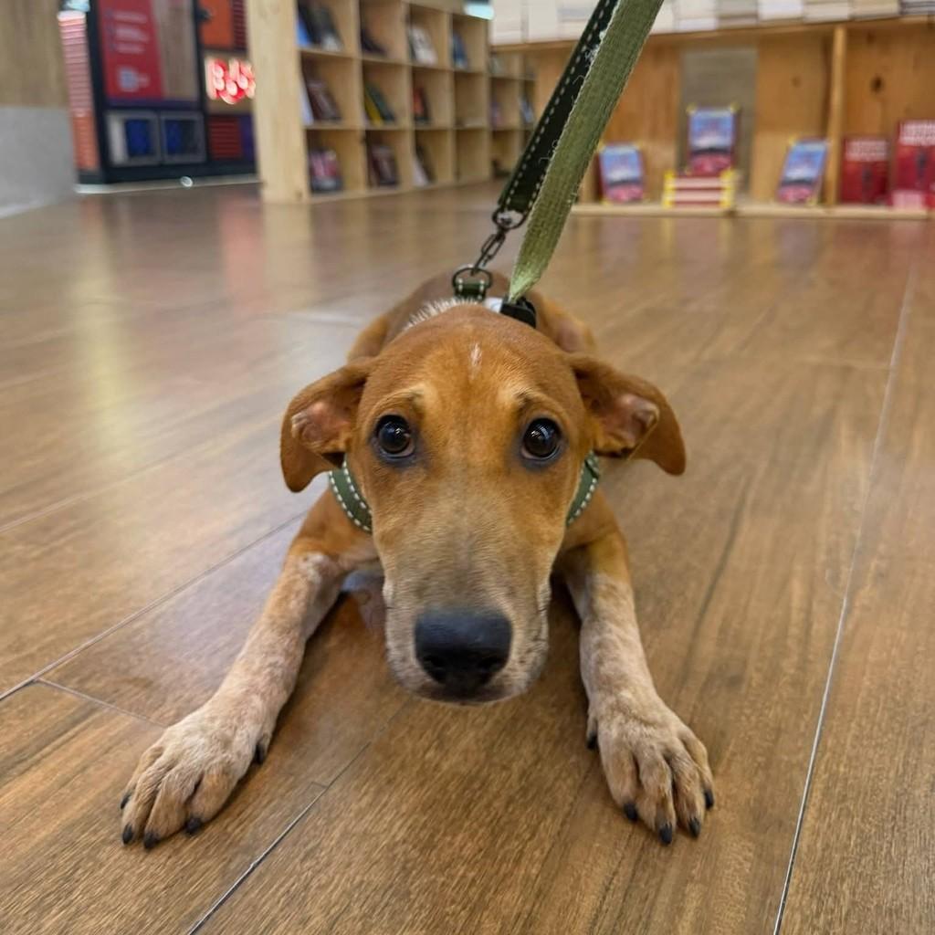 Moana, cachorro de porte médio para adoção em Rio de Janeiro - RJ — foto 2 de 2
