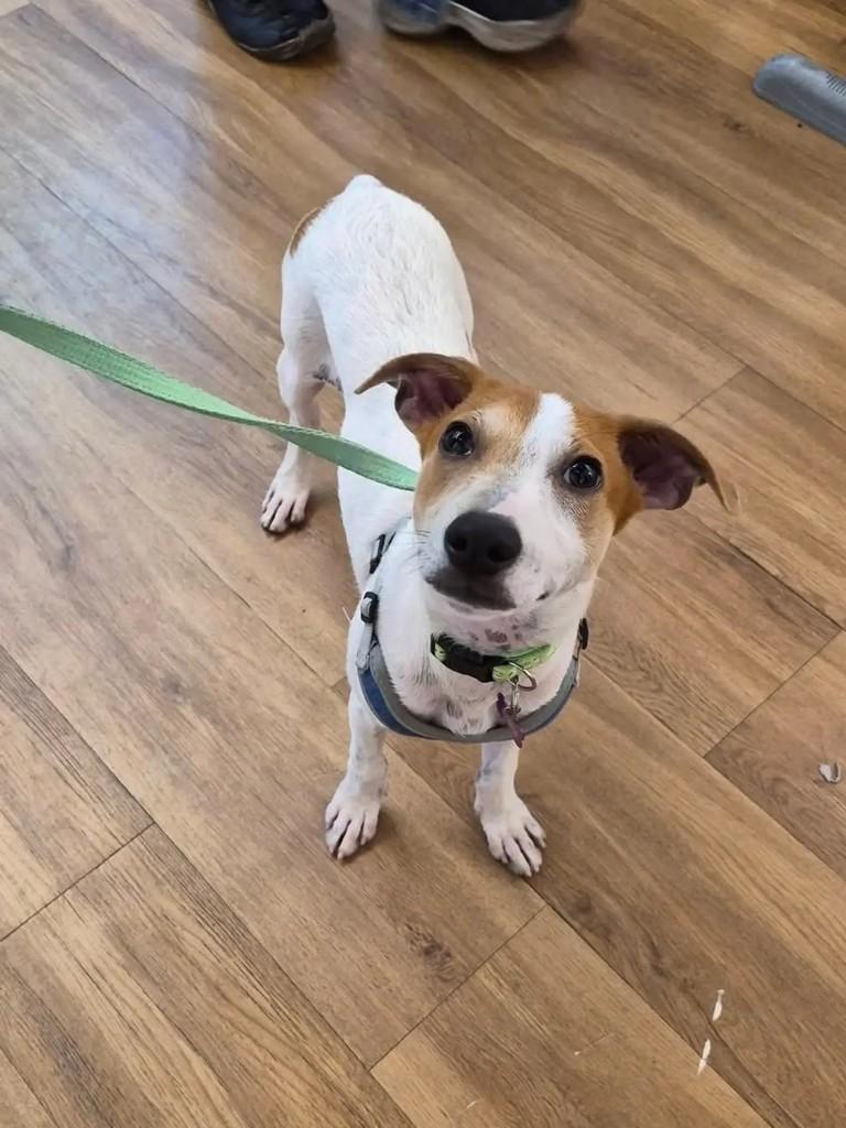 Eric, cachorro de porte médio para adoção em Rio de Janeiro - RJ