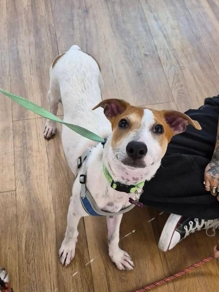 Eric, cachorro de porte médio para adoção em Rio de Janeiro - RJ — foto 2 de 2