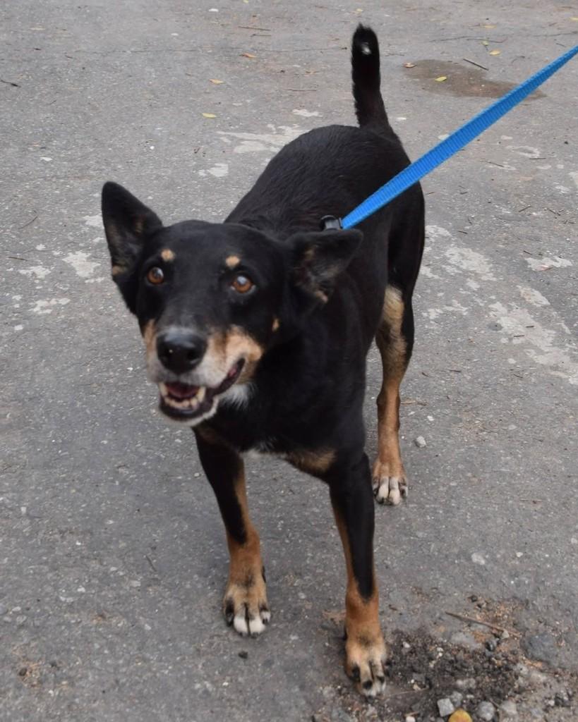 Urbano, cachorro de porte médio para adoção no Rio de Janeiro - RJ
