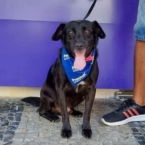 James, cachorro de porte médio para adoção no Rio de Janeiro - RJ
