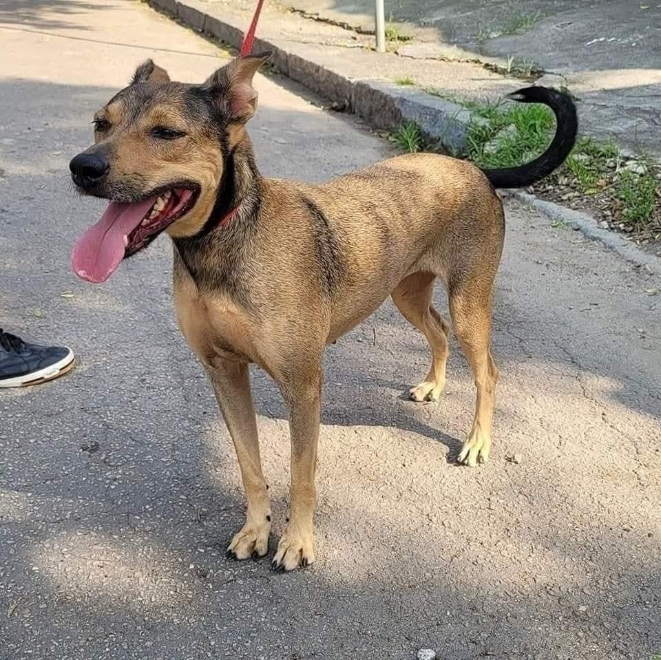 Suzana, cadela de porte médio para adoção no Rio de Janeiro - RJ