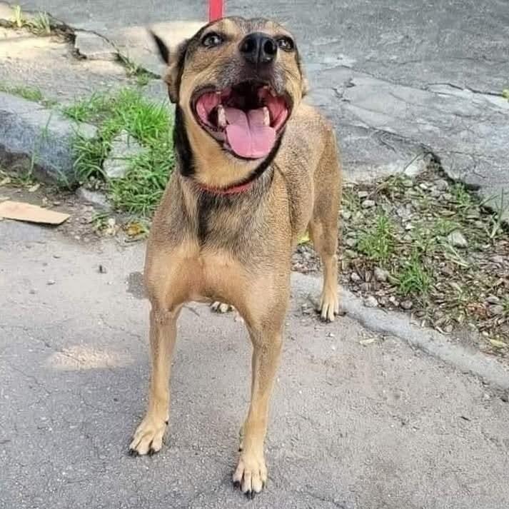 Suzana, cadela de porte médio para adoção no Rio de Janeiro - RJ — foto 2 de 2