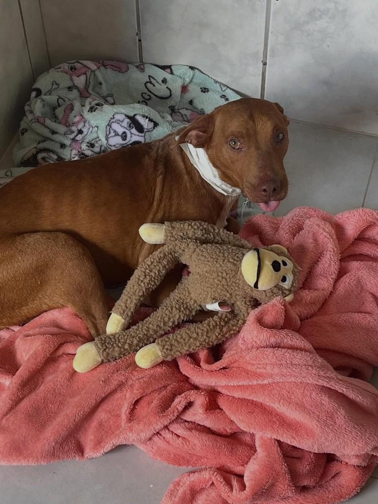 Bento, cachorro de porte médio para adoção em Goiânia - GO