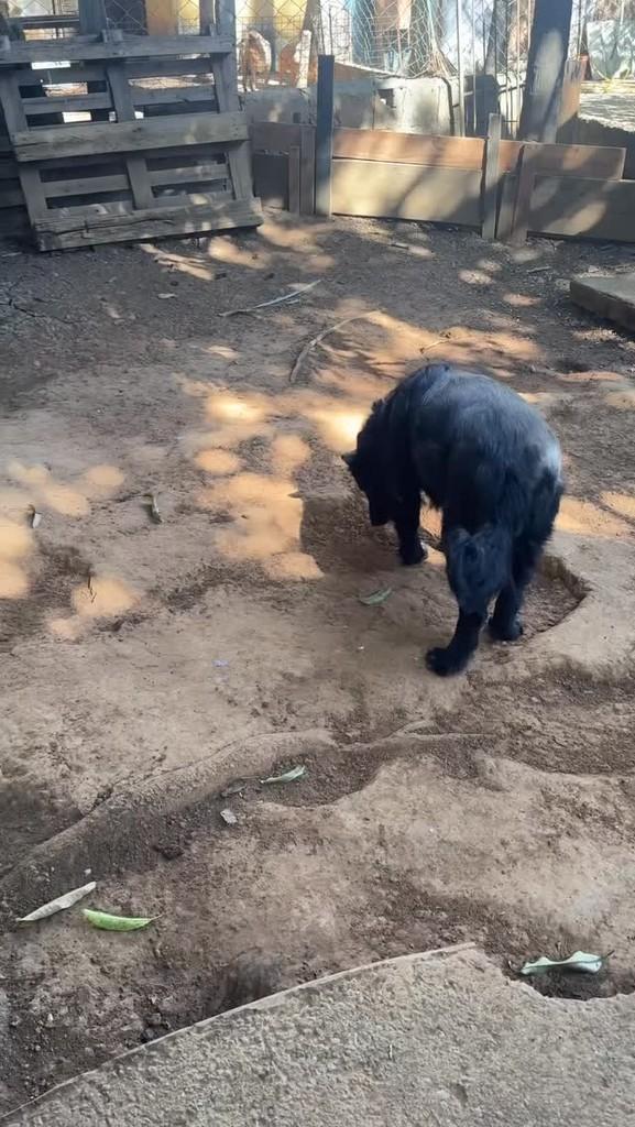 Loba, cadela de porte médio para adoção em Goiânia - GO
