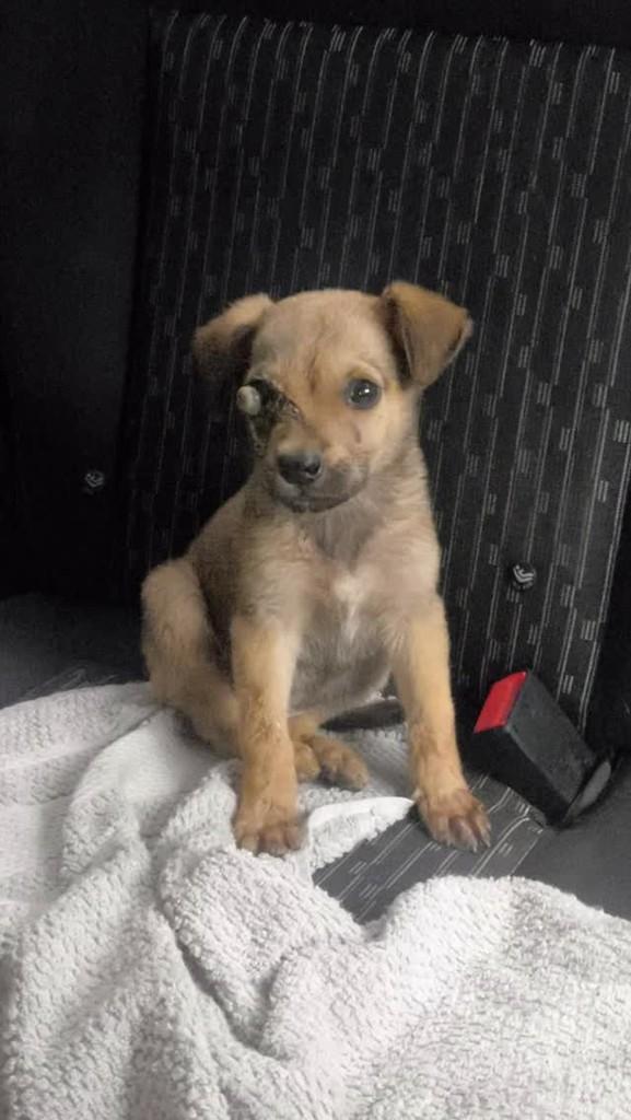 Moisés, cachorro de porte pequeno para adoção em Goiânia - GO