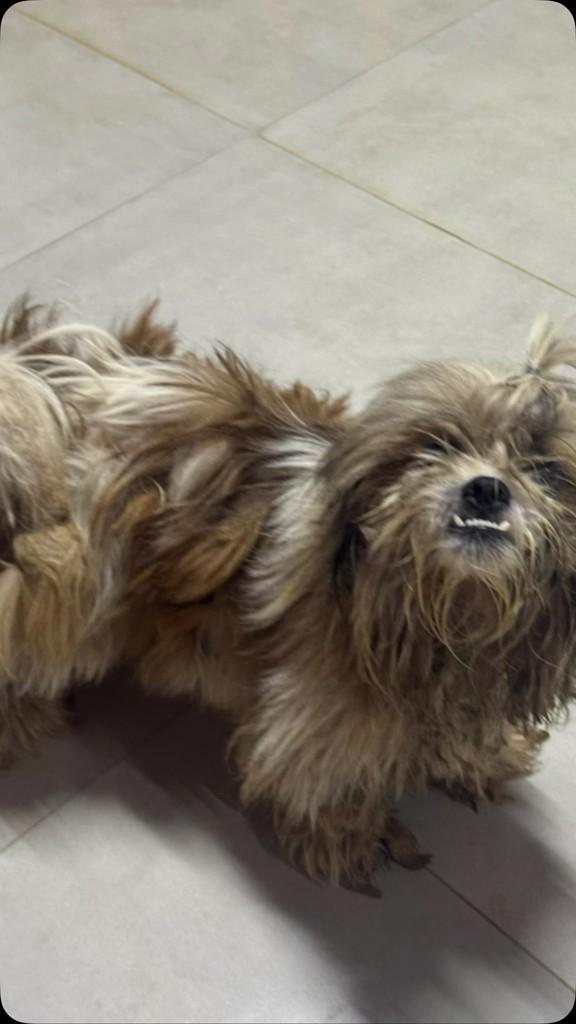Lipe, cachorro de porte pequeno para adoção em Goiânia - GO