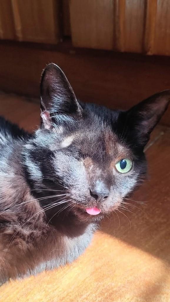 Miguelzinho, gato de porte pequeno para adoção em Goiânia - GO