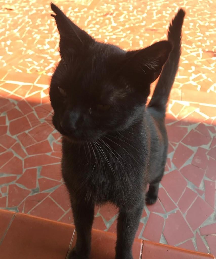 Jude, gato de porte médio para adoção em Diadema - SP