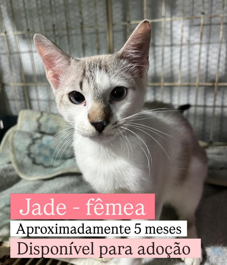 Jade, gata de porte pequeno para adoção em Diadema - SP
