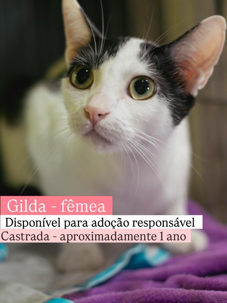 Gildinha, gato para adoção em Diadema - SP