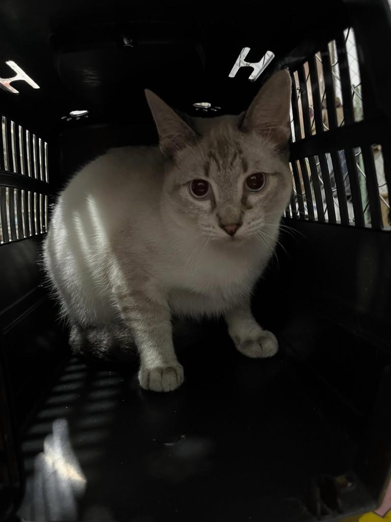 Cérebro, gato de porte pequeno para adoção em Diadema - SP