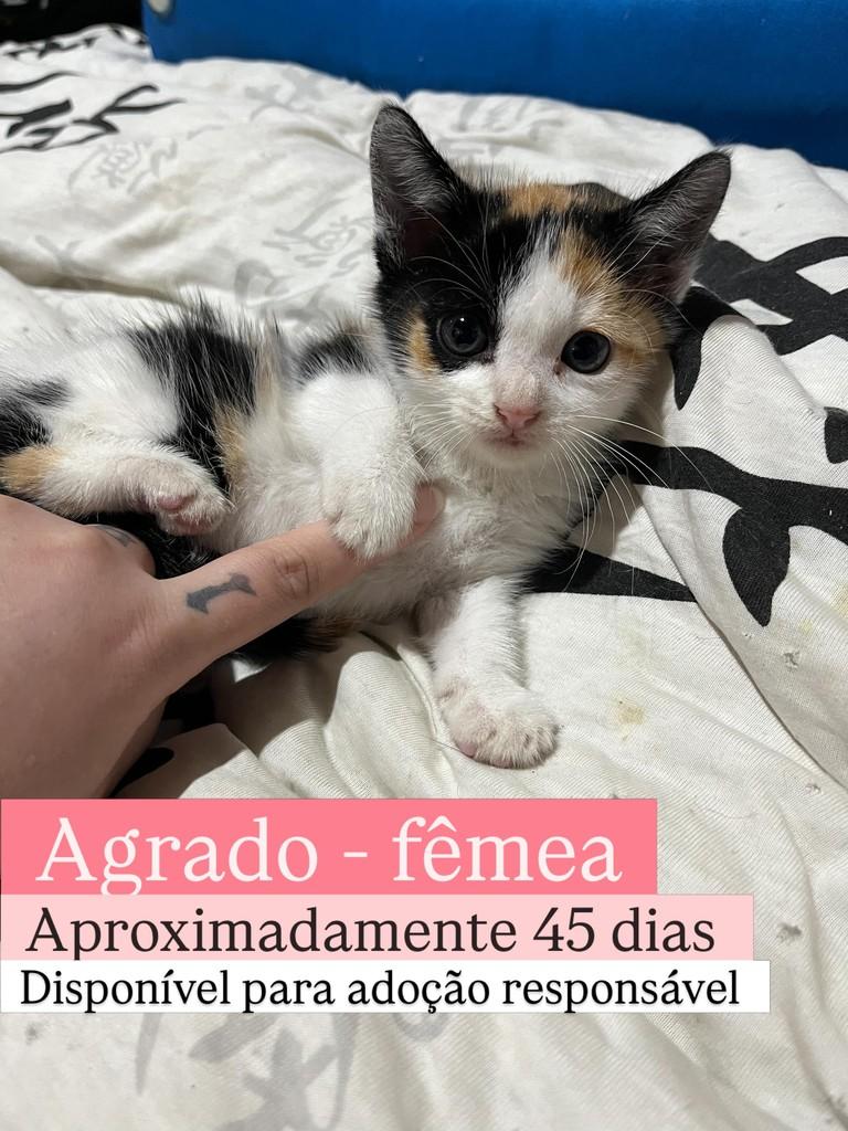 Agrado, gato de porte pequeno para adoção em Diadema - SP