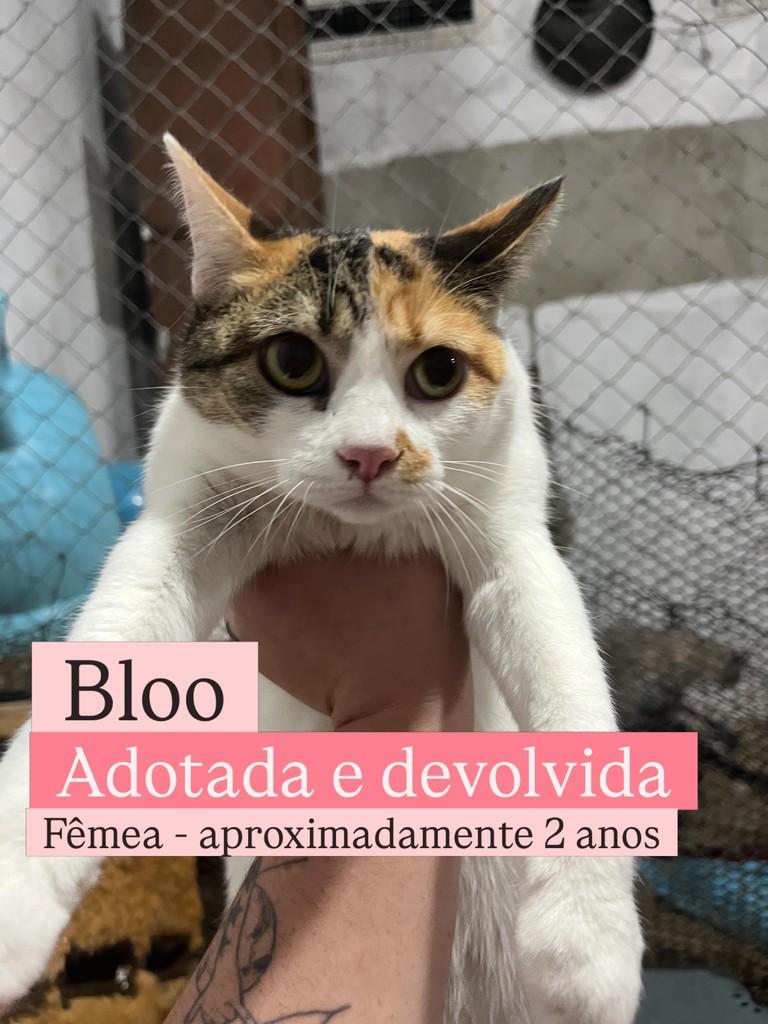 Bloo, gata para adoção em Diadema - SP