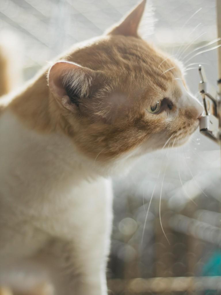 Jonathan, gato de porte médio para adoção em Diadema - SP