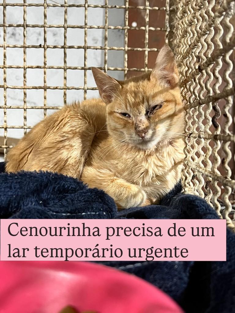 Cenourinha, gato para adoção em Diadema - SP