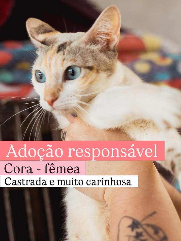 Cora, gata de porte médio para adoção em Diadema - SP