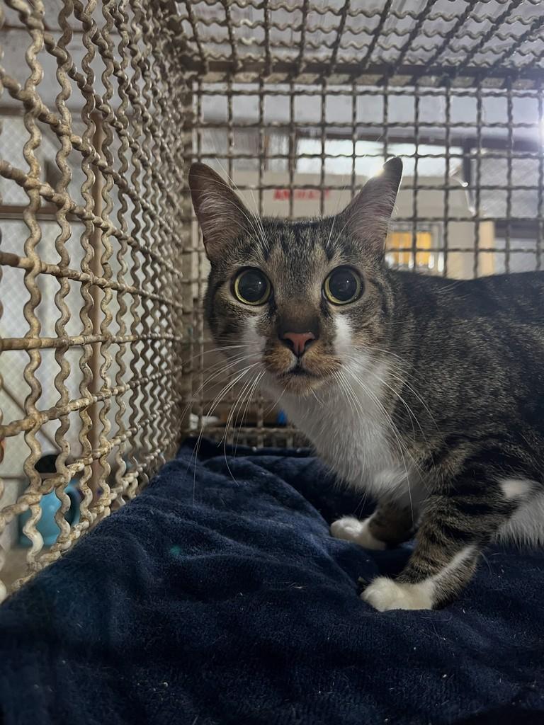 Coentro, gato de porte médio para adoção em Diadema - SP