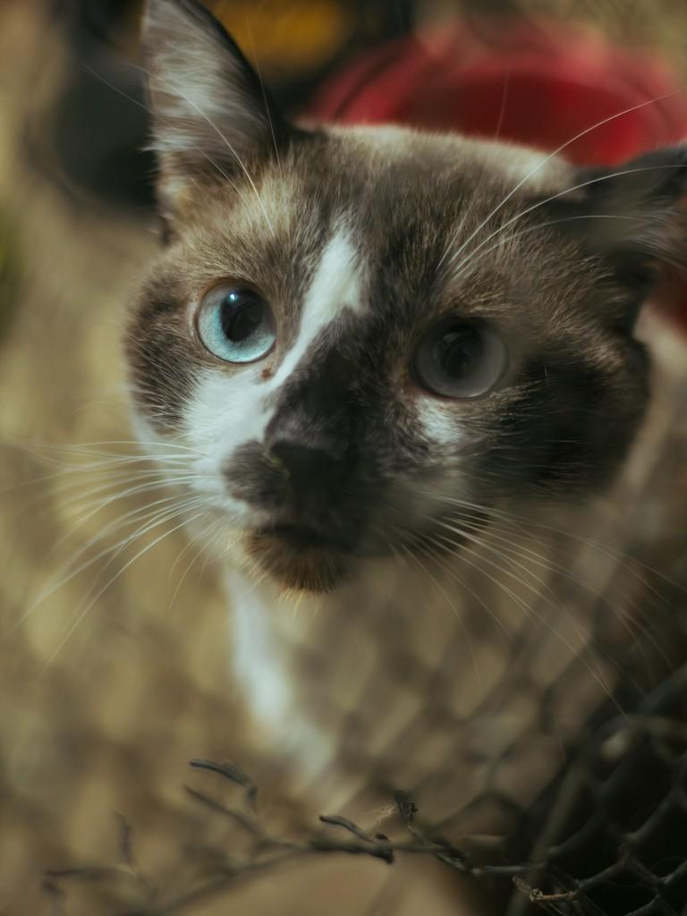 Pamonha, gato de porte pequeno para adoção em Diadema - SP