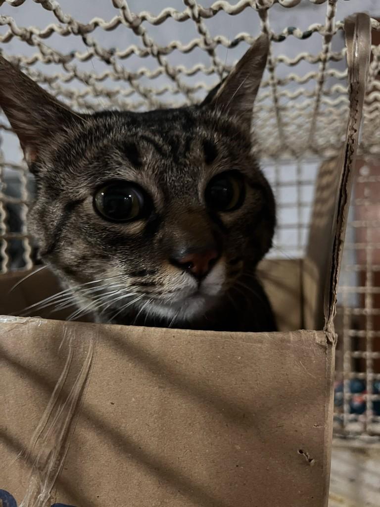 Ted, gato de porte médio para adoção em Diadema - SP