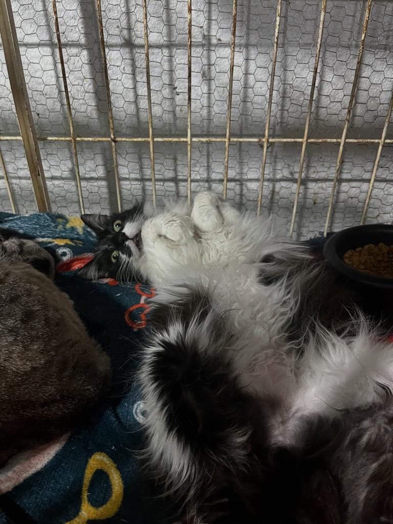 Virgínia, gata de porte médio para adoção em São Paulo - SP