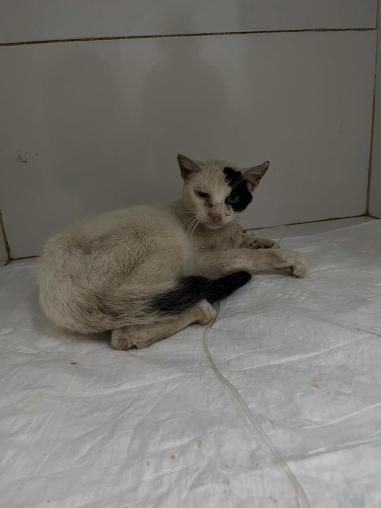 Luciano, gato de porte grande para adoção em Diadema - SP