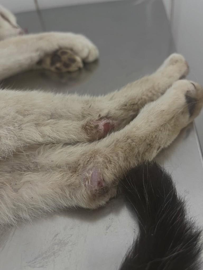 Luciano, gato de porte grande para adoção em Diadema - SP — foto 2 de 2